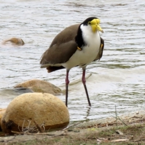 Vanellus miles at Greenway, ACT - 2 Nov 2018