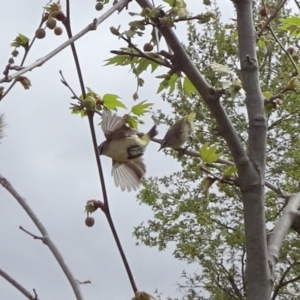 Acanthiza chrysorrhoa at Reid, ACT - 11 Oct 2018