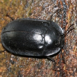 Pterohelaeus striatopunctatus at Ainslie, ACT - 2 Nov 2018 06:13 PM