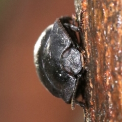 Pterohelaeus striatopunctatus at Ainslie, ACT - 2 Nov 2018 06:13 PM