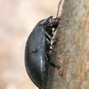 Pterohelaeus striatopunctatus at Ainslie, ACT - 2 Nov 2018 06:13 PM