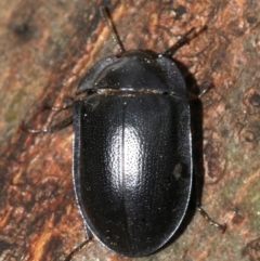 Pterohelaeus striatopunctatus at Ainslie, ACT - 2 Nov 2018