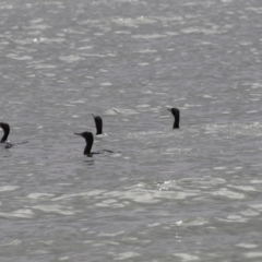 Phalacrocorax sulcirostris (Little Black Cormorant) at Belconnen, ACT - 1 Nov 2018 by Alison Milton