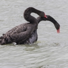 Cygnus atratus (Black Swan) at Belconnen, ACT - 2 Nov 2018 by AlisonMilton