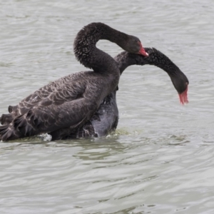 Cygnus atratus at Belconnen, ACT - 2 Nov 2018 10:22 AM