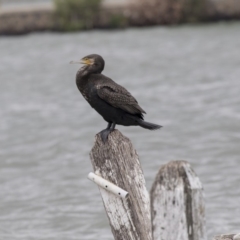 Phalacrocorax carbo (Great Cormorant) at Belconnen, ACT - 2 Nov 2018 by AlisonMilton