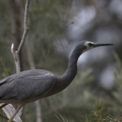 Egretta novaehollandiae (White-faced Heron) at Belconnen, ACT - 1 Nov 2018 by Alison Milton