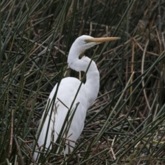 Ardea alba (Great Egret) at Belconnen, ACT - 2 Nov 2018 by Alison Milton