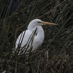 Ardea alba at Belconnen, ACT - 2 Nov 2018