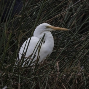 Ardea alba at Belconnen, ACT - 2 Nov 2018 08:53 AM