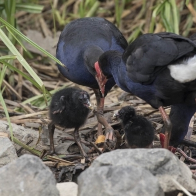 Porphyrio melanotus (Australasian Swamphen) at Belconnen, ACT - 1 Nov 2018 by AlisonMilton