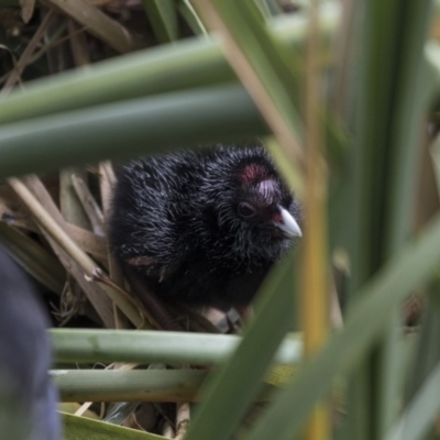 Porphyrio melanotus (Australasian Swamphen) at Belconnen, ACT - 1 Nov 2018 by AlisonMilton