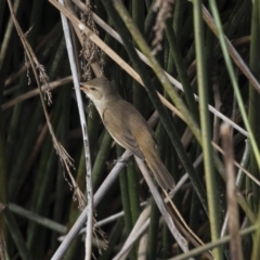 Acrocephalus australis (Australian Reed-Warbler) at Belconnen, ACT - 1 Nov 2018 by AlisonMilton