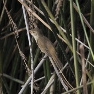 Acrocephalus australis at Belconnen, ACT - 1 Nov 2018