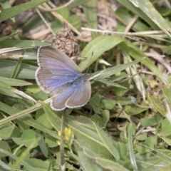 Zizina otis (Common Grass-Blue) at Belconnen, ACT - 1 Nov 2018 by Alison Milton