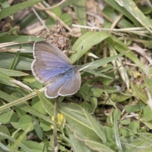 Zizina otis at Belconnen, ACT - 2 Nov 2018 10:28 AM