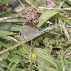 Zizina otis at Belconnen, ACT - 2 Nov 2018 10:28 AM