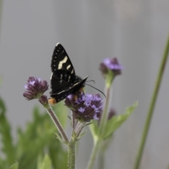 Phalaenoides tristifica (Willow-herb Day-moth) at Bruce, ACT - 1 Nov 2018 by Alison Milton