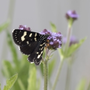 Phalaenoides tristifica at Bruce, ACT - 1 Nov 2018