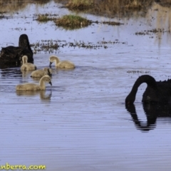 Cygnus atratus (Black Swan) at Fyshwick, ACT - 21 Oct 2018 by JonSteinbeck