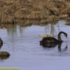 Cygnus atratus at Fyshwick, ACT - 21 Oct 2018