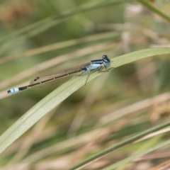 Ischnura heterosticta (Common Bluetail Damselfly) at Belconnen, ACT - 1 Nov 2018 by Alison Milton