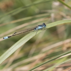 Ischnura heterosticta at Belconnen, ACT - 2 Nov 2018 10:16 AM