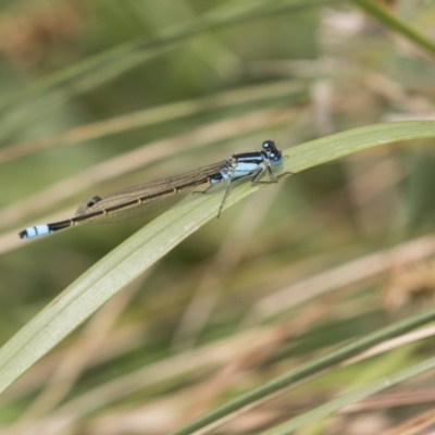 Ischnura heterosticta (Common Bluetail Damselfly) at Lake Ginninderra - 1 Nov 2018 by Alison Milton