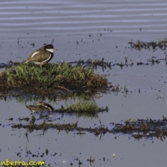 Erythrogonys cinctus (Red-kneed Dotterel) at Fyshwick, ACT - 21 Oct 2018 by JonSteinbeck