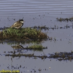 Erythrogonys cinctus (Red-kneed Dotterel) at Fyshwick, ACT - 20 Oct 2018 by BIrdsinCanberra