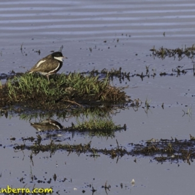 Erythrogonys cinctus (Red-kneed Dotterel) at Fyshwick, ACT - 20 Oct 2018 by BIrdsinCanberra