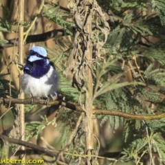 Malurus cyaneus (Superb Fairywren) at Fyshwick, ACT - 21 Oct 2018 by JonSteinbeck