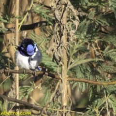 Malurus cyaneus at Fyshwick, ACT - 21 Oct 2018