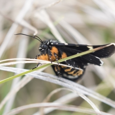 Phalaenoides tristifica (Willow-herb Day-moth) at Rendezvous Creek, ACT - 17 Oct 2018 by Alison Milton