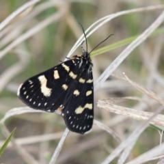 Phalaenoides tristifica at Rendezvous Creek, ACT - 17 Oct 2018 11:01 AM