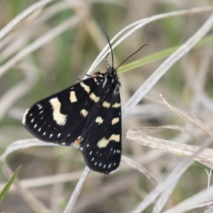 Phalaenoides tristifica at Rendezvous Creek, ACT - 17 Oct 2018 11:01 AM