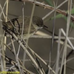 Acrocephalus australis at Fyshwick, ACT - 21 Oct 2018 08:06 AM