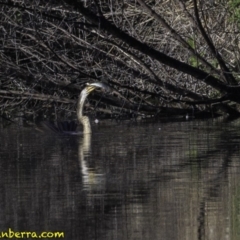 Anhinga novaehollandiae (Australasian Darter) at Fyshwick, ACT - 20 Oct 2018 by BIrdsinCanberra