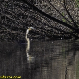 Anhinga novaehollandiae at Fyshwick, ACT - 21 Oct 2018 08:15 AM