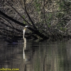 Anhinga novaehollandiae at Fyshwick, ACT - 21 Oct 2018 08:15 AM