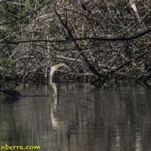 Anhinga novaehollandiae at Fyshwick, ACT - 21 Oct 2018