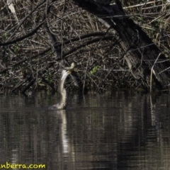 Anhinga novaehollandiae at Fyshwick, ACT - 21 Oct 2018 08:15 AM