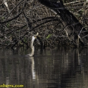 Anhinga novaehollandiae at Fyshwick, ACT - 21 Oct 2018