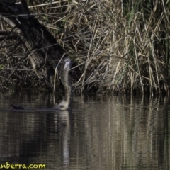 Anhinga novaehollandiae at Fyshwick, ACT - 21 Oct 2018 08:15 AM