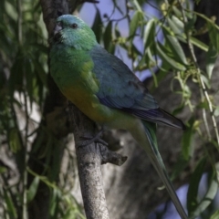 Psephotus haematonotus (Red-rumped Parrot) at Fyshwick, ACT - 20 Oct 2018 by BIrdsinCanberra