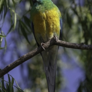 Psephotus haematonotus at Fyshwick, ACT - 21 Oct 2018