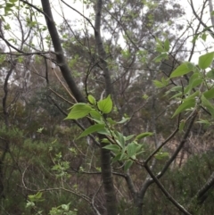 Celtis australis (Nettle Tree) at Mount Ainslie - 2 Nov 2018 by WalterEgo