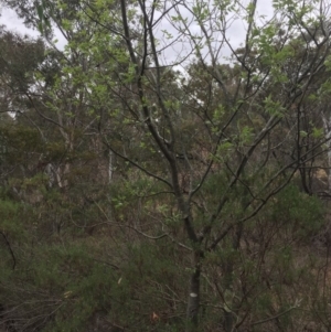 Celtis australis at Majura, ACT - 2 Nov 2018 12:53 PM