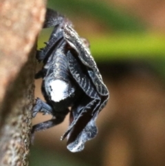 Platybrachys decemmacula at Ainslie, ACT - 2 Nov 2018