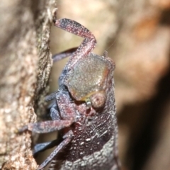 Platybrachys decemmacula at Ainslie, ACT - 2 Nov 2018